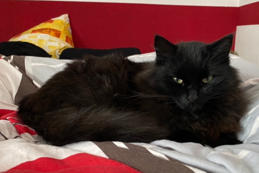 Disappearance alert Cat Male , 6 years Wünnewil-Flamatt Switzerland