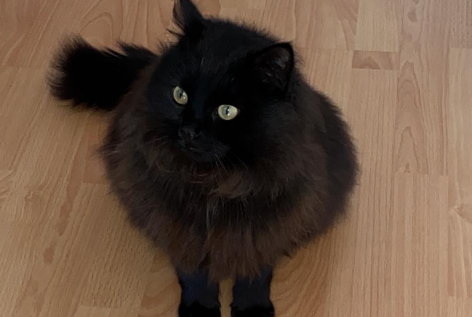 Disappearance alert Cat Male , 6 years Wünnewil-Flamatt Switzerland