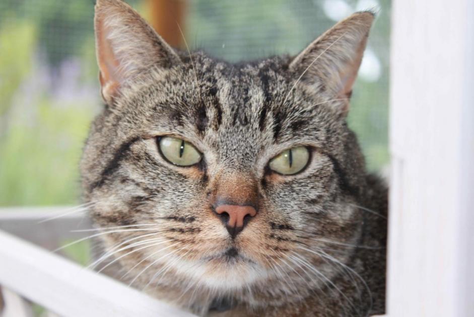 Disappearance alert Cat miscegenation Male , 11 years Cottens Switzerland