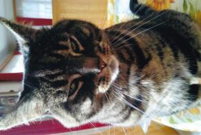 Disappearance alert Cat  Male , 6 years La Grande Béroche Switzerland