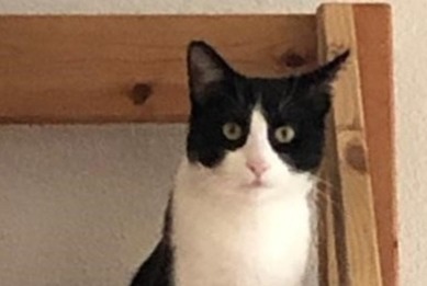 Disappearance alert Cat miscegenation Male , 6 years Préverenges Switzerland