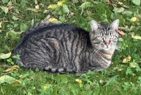 Disappearance alert Cat Male , 4 years Givisiez Switzerland