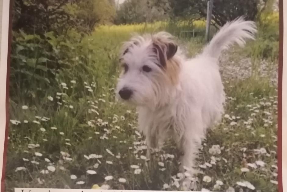 Disappearance alert Dog  Male , 10 years Chêne-Bourg Switzerland