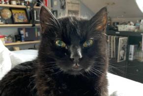 Disappearance alert Cat Male , 19 years Pont-la-Ville Switzerland