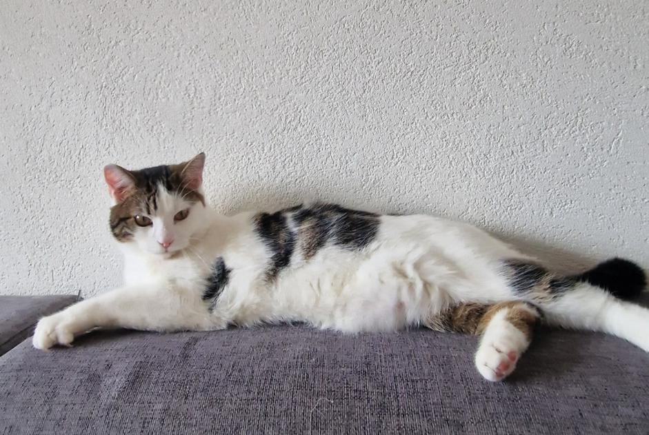 Disappearance alert Cat  Male , 2 years Blonay - Saint-Légier Switzerland