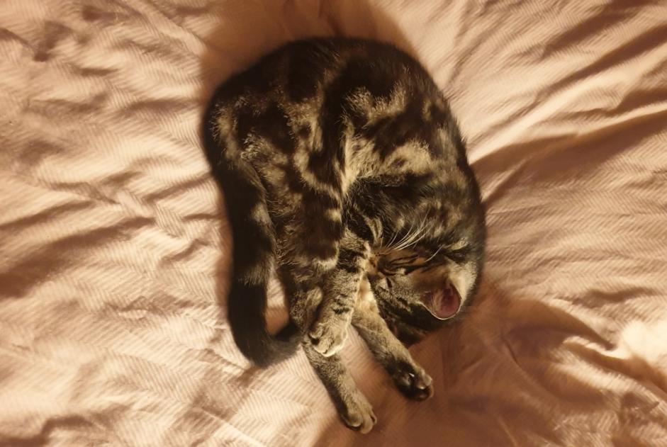 Disappearance alert Cat Female , 2 years Château-d’Œx Switzerland