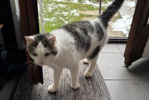 Discovery alert Cat Male Montagny Switzerland