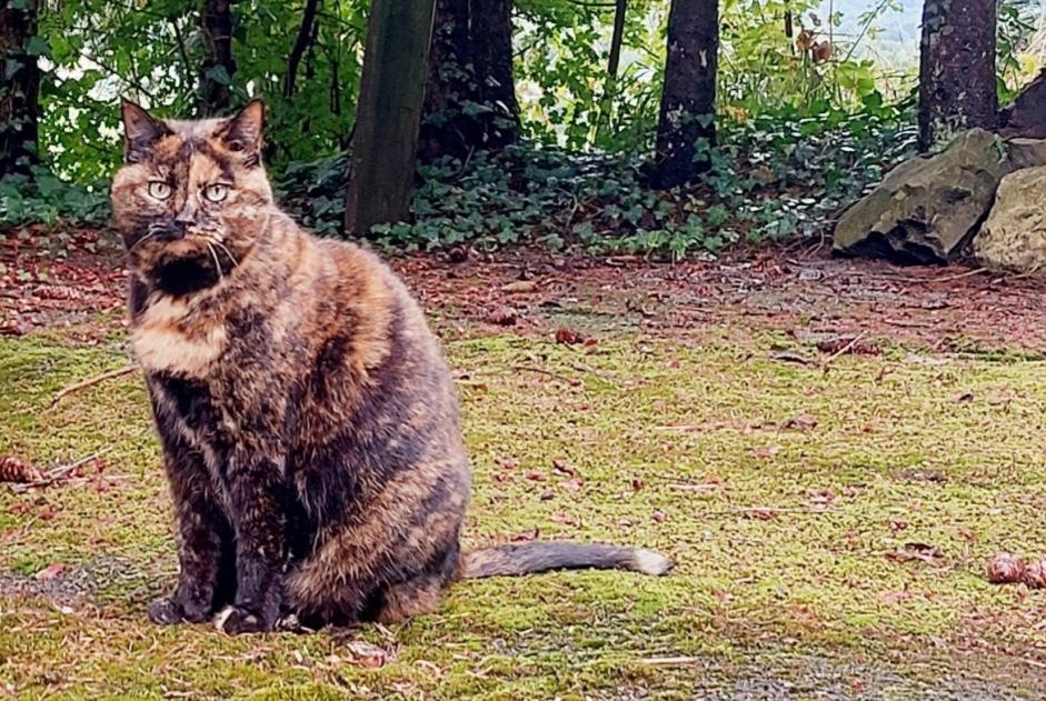 Disappearance alert Cat Female , 15 years Veyrier Switzerland