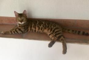 Disappearance alert Cat  Female , 5 years Rue Switzerland