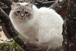 Disappearance alert Cat  Male , 4 years Versoix Switzerland