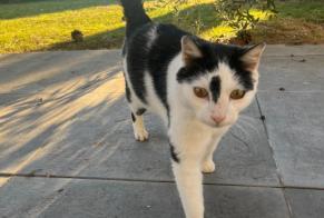 Discovery alert Cat Unknown Nyon Switzerland