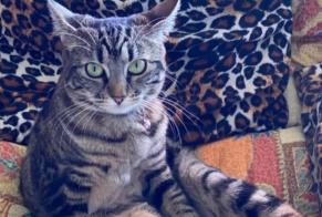 Disappearance alert Cat Female , 4 years Neuchâtel Switzerland