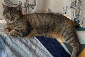 Disappearance alert Cat miscegenation Female , 10 years Yvorne Switzerland