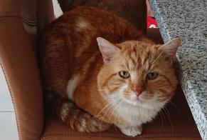 Disappearance alert Cat Male , 11 years Cheseaux-sur-Lausanne Switzerland