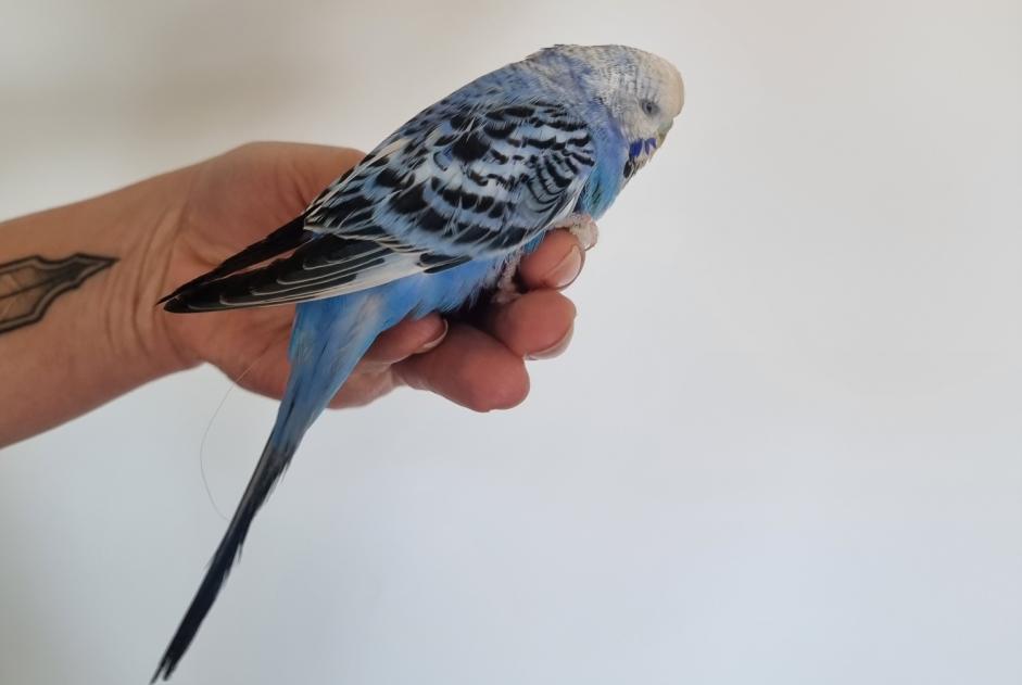 Discovery alert Bird Unknown Préverenges Switzerland