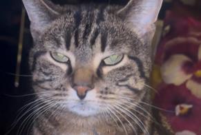 Disappearance alert Cat Female , 5 years Lancy Switzerland