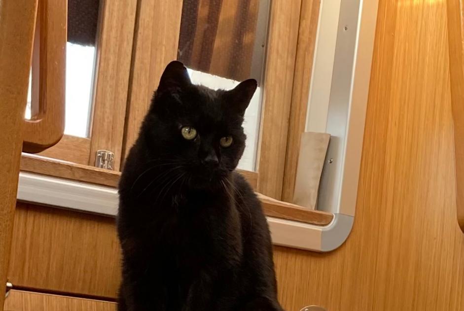 Disappearance alert Cat miscegenation Male , 67 years La Grande Béroche Switzerland
