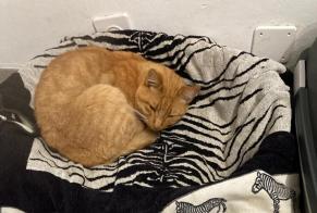 Disappearance alert Cat Male , 12 years Nendaz Switzerland