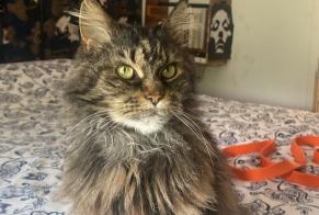 Disappearance alert Cat  Female , 9 years Meyrin Switzerland