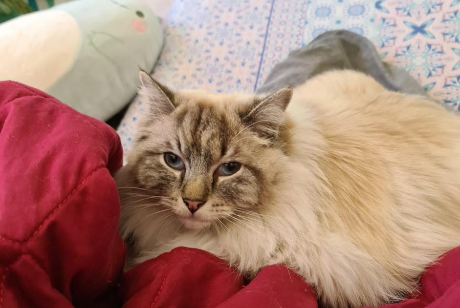 Disappearance alert Cat  Female , 2 years Ecublens Switzerland