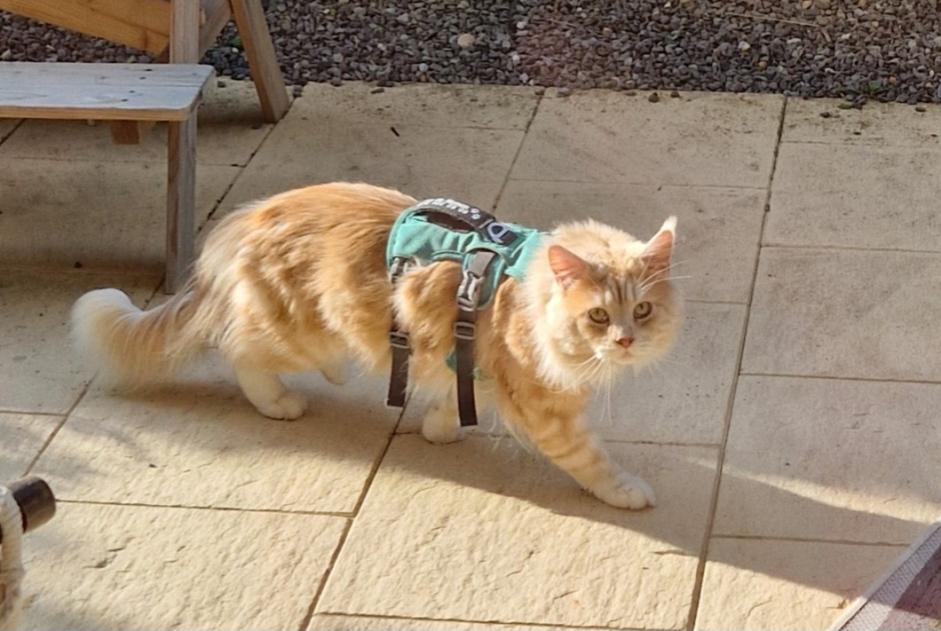 Discovery alert Cat Unknown Neuchâtel Switzerland