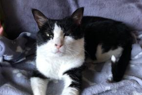 Disappearance alert Cat  Male , 6 years Martigny Switzerland