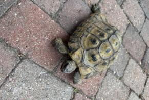 Discovery alert Tortoise Unknown Riddes Switzerland