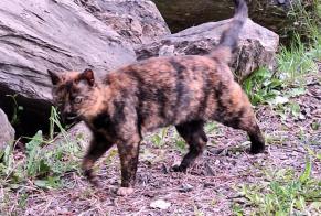 Discovery alert Cat miscegenation Unknown , 1 year Massongex Switzerland