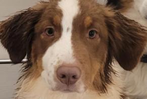 Disappearance alert Dog  Male , 3 years Sion Switzerland