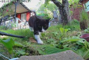 Discovery alert Cat Female Vernier Switzerland
