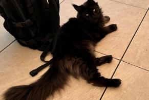 Disappearance alert Cat  Female , 8 years Chavornay Switzerland