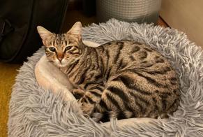 Disappearance alert Cat miscegenation Female , 1 years Morges Switzerland