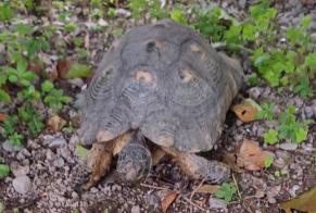 Discovery alert Tortoise Unknown Collombey-Muraz Switzerland