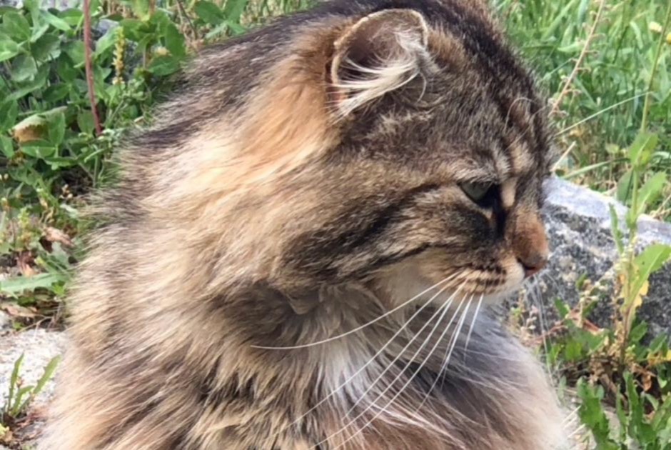 Alerta de Desaparición Gato cruce Macho , 9 años Versoix Suiza