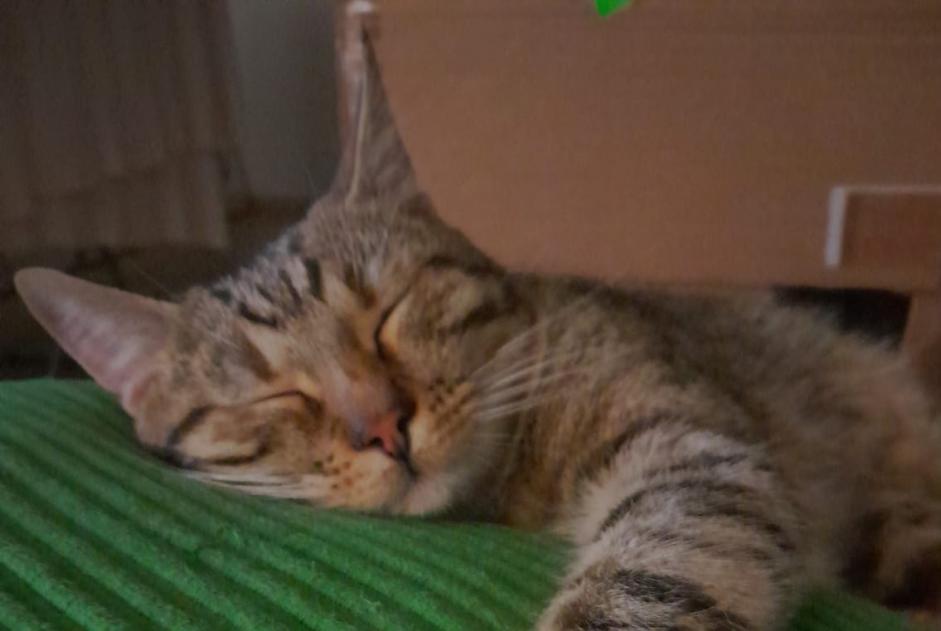 Alerta de Desaparición Gato cruce Macho , 3 años Gy Suiza