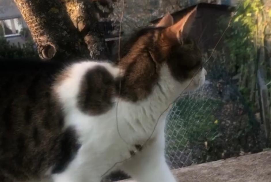 Alerta de Desaparición Gato Hembra , 10 años Vufflens-la-Ville Suiza