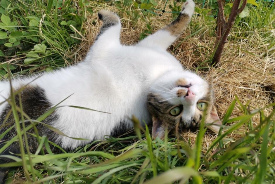 Alerta de Desaparición Gato Macho , 5 años La Rippe Suiza