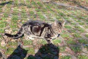 Alerta de Hallazgo Gato Macho , Entre 1 y 3 meses Fribourg Suiza