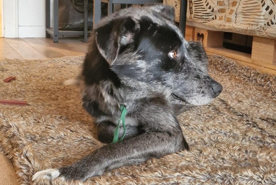 Alerta de Desaparición Perro cruce Macho , 4 años Crans-Montana Suiza