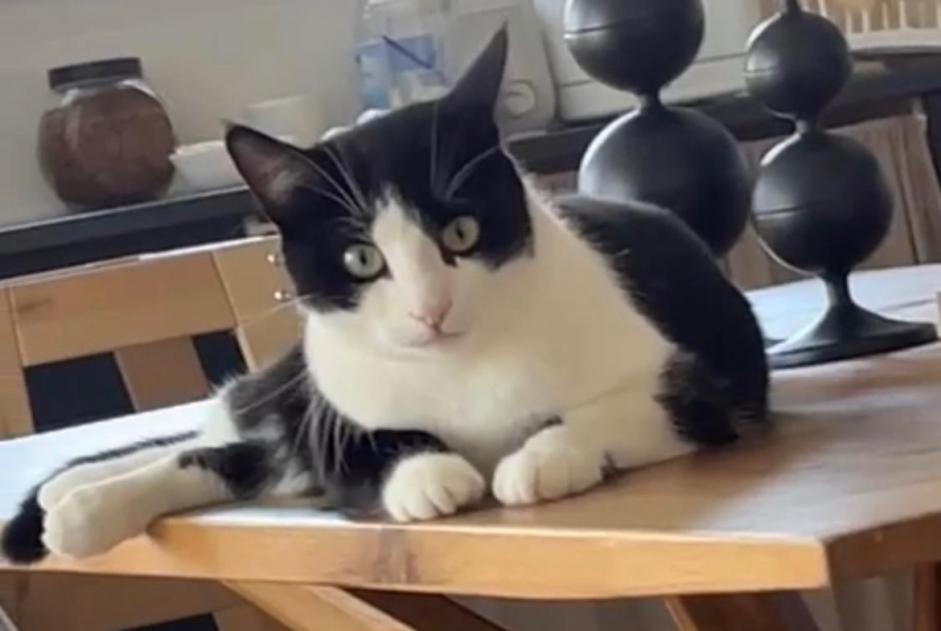 Alerta de Desaparición Gato Macho , 3 años Servion Suiza