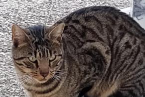 Alerta de Hallazgo Gato Desconocido Assens Suiza