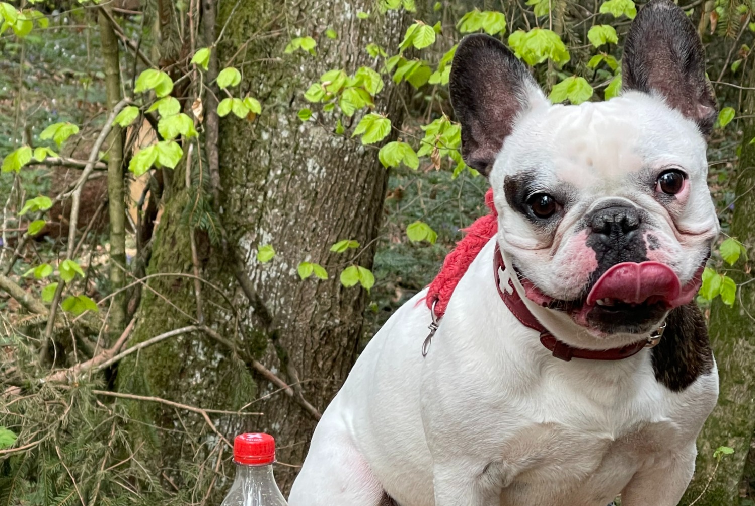 Alerta de Desaparición Perro  Macho , 6 años Bulle Suiza