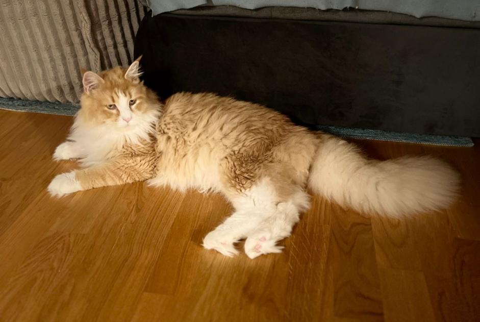 Alerta de Desaparición Gato  Macho , 3 años Burgdorf Suiza