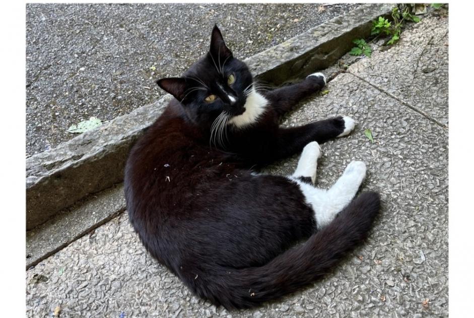 Alerta de Desaparición Gato cruce Macho , 4 años Lausanne Suiza