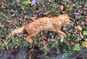 Alerta de Hallazgo Gato Desconocido Tannay Suiza