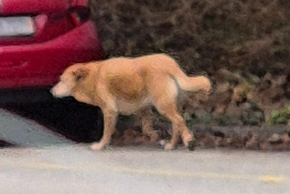 Alerta de Hallazgo Perro  Desconocido La Tène Suiza