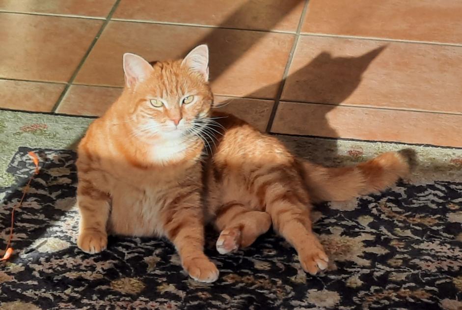 Alerta de Desaparición Gato  Hembra , 5 años Chavornay Suiza