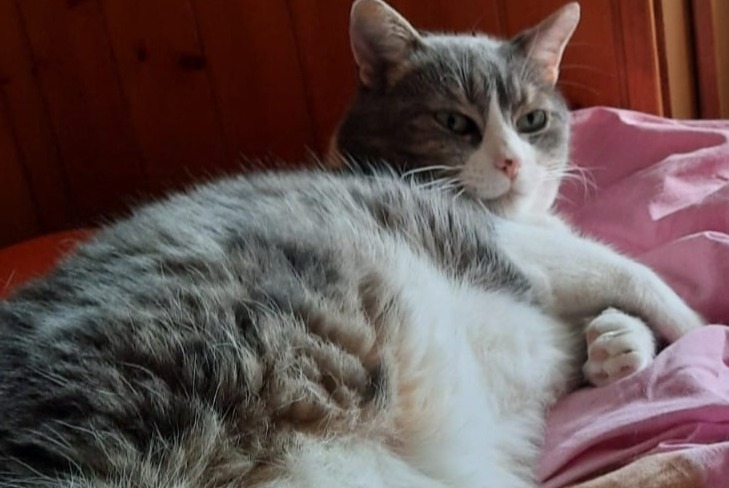 Alerta de Desaparición Gato cruce Macho , 9 años Champéry Suiza