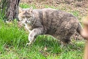 Alerta de Hallazgo Gato Desconocido Champvent Suiza