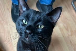 Alerta de Hallazgo Gato cruce Desconocido Monthey Suiza